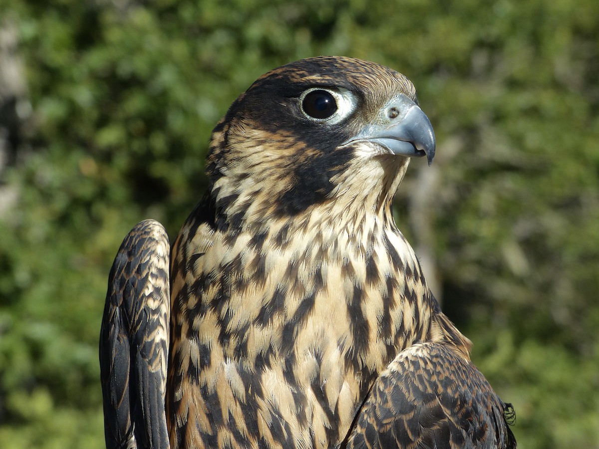 Peregrine Falcon - ML627983253