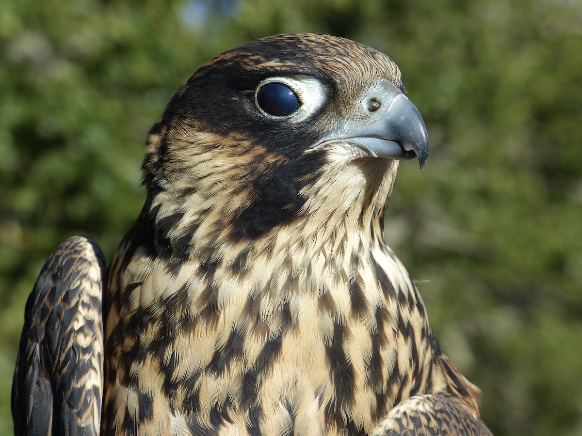 Peregrine Falcon - ML627983256
