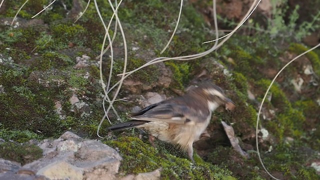 Cream-winged Cinclodes - ML627983260