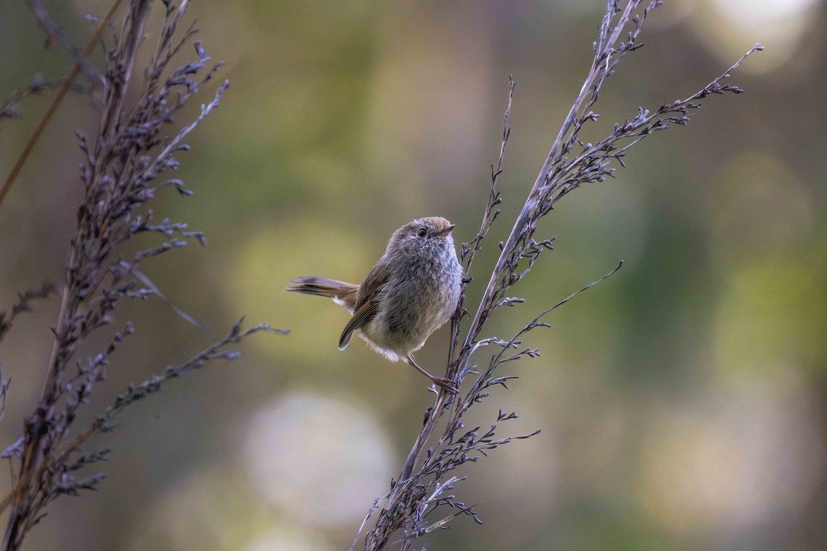 Tasmanian Thornbill - ML627983638