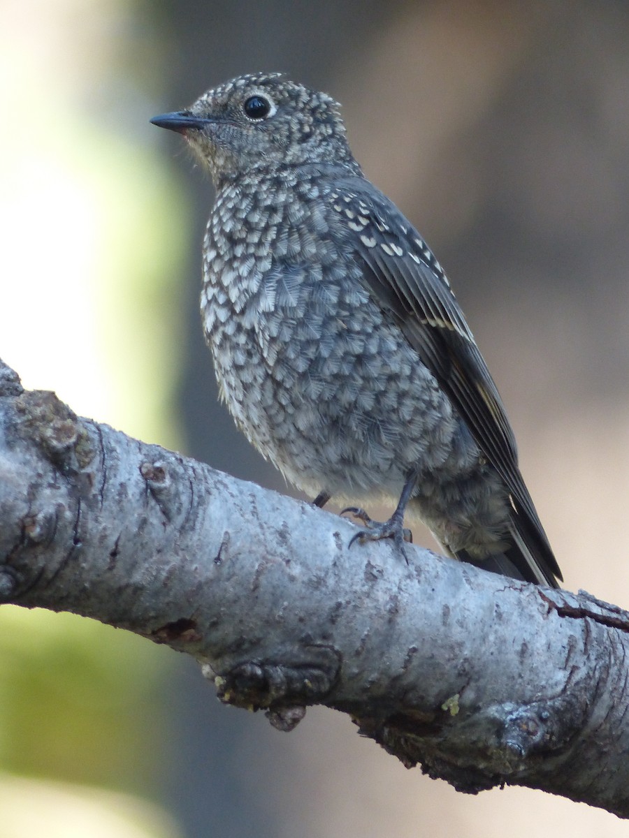 Townsend's Solitaire - ML627983652