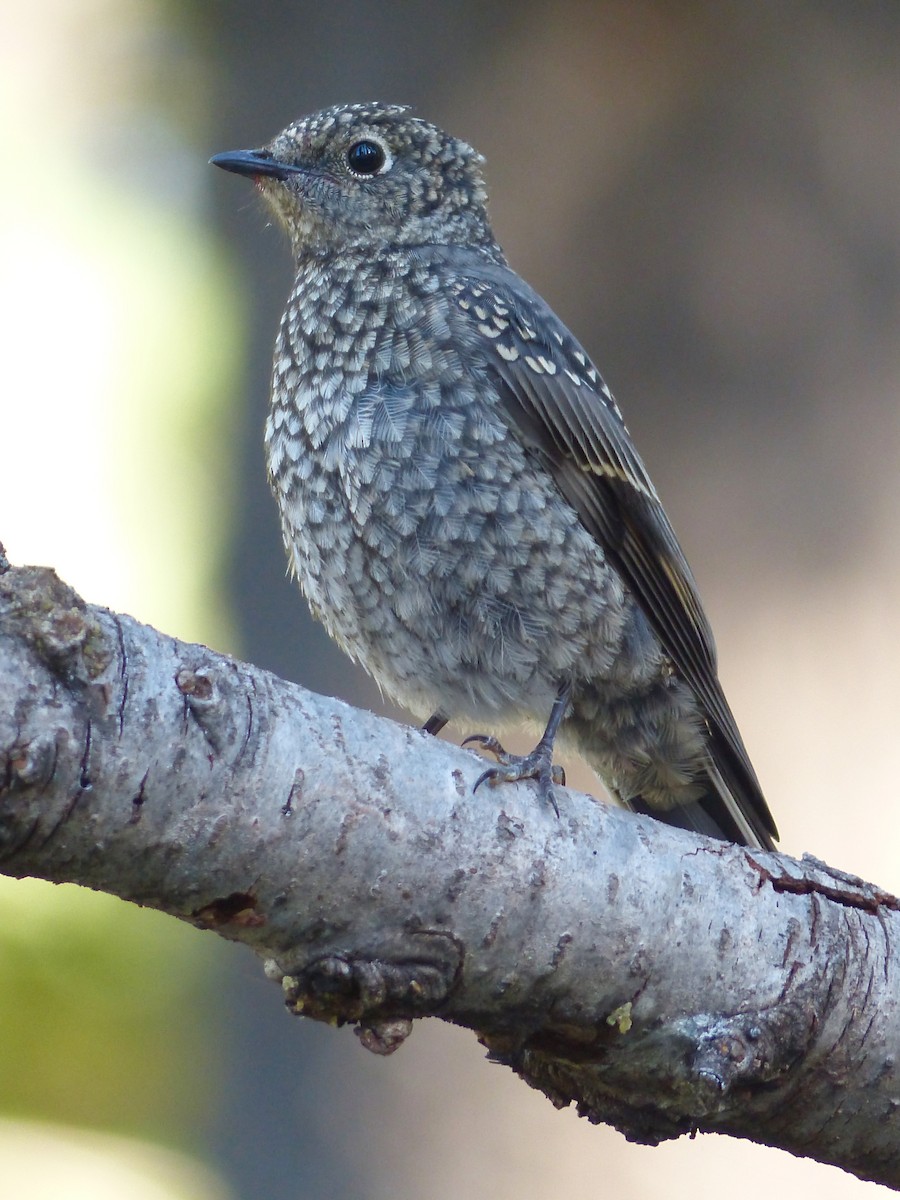 Townsend's Solitaire - ML627983653