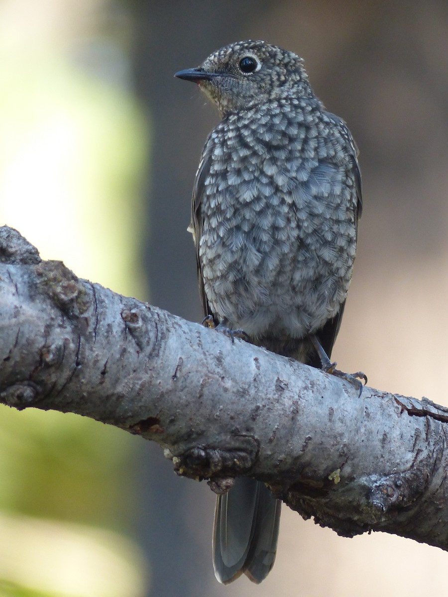 Townsend's Solitaire - ML627983654