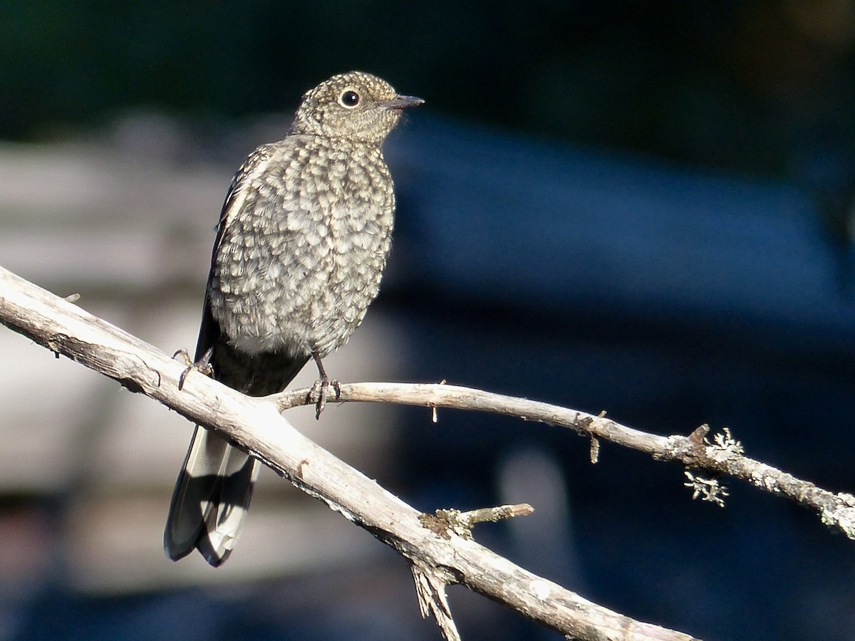 Townsend's Solitaire - ML627983704