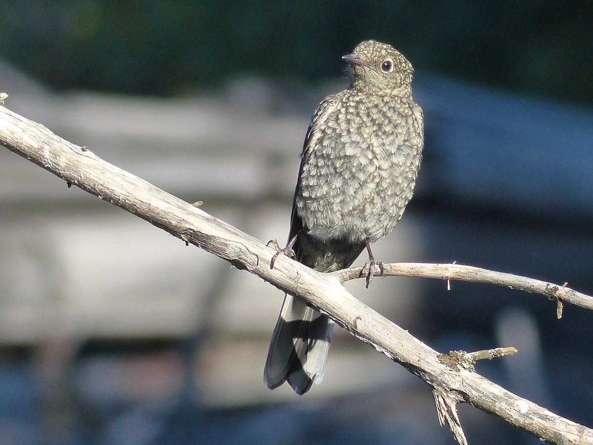 Townsend's Solitaire - ML627983705