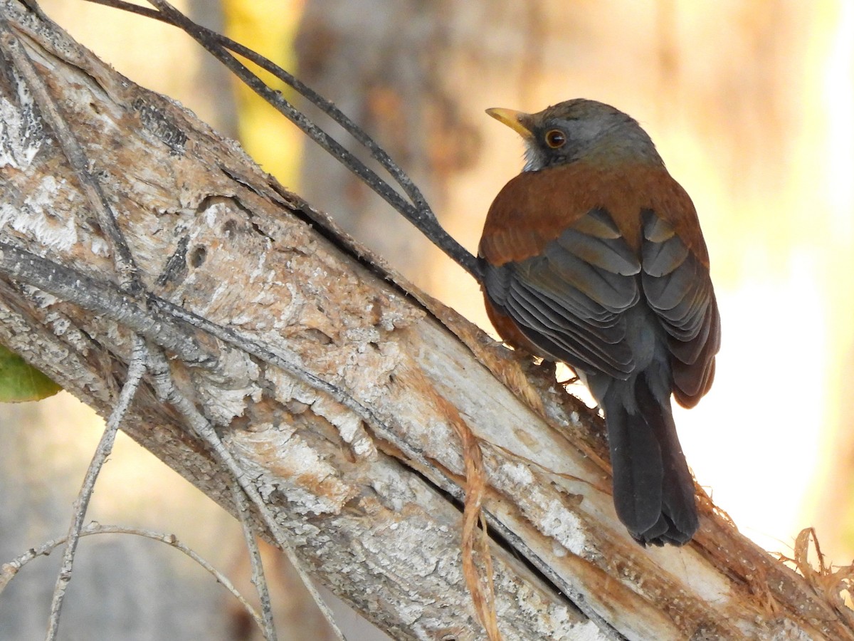 Rufous-backed Robin - ML627983709