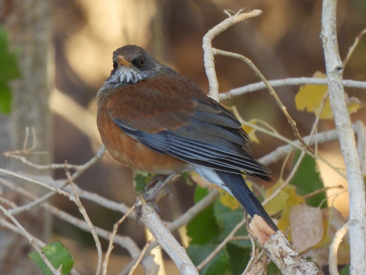 Rufous-backed Robin - ML627983710