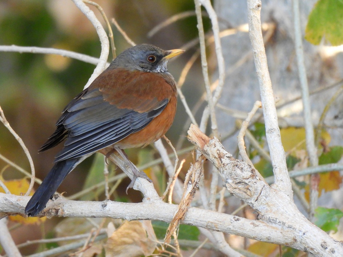 Rufous-backed Robin - ML627983711