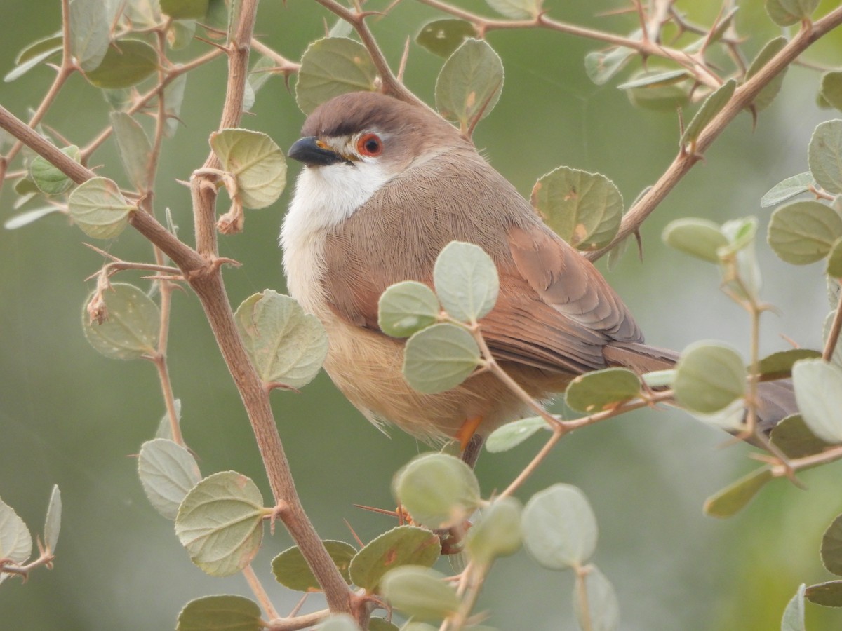 Yellow-eyed Babbler - ML627983744