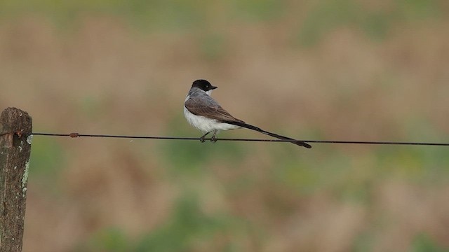 ズグロエンビタイランチョウ - ML627983822