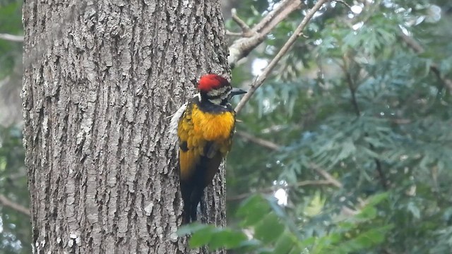 Black-rumped Flameback - ML627983876