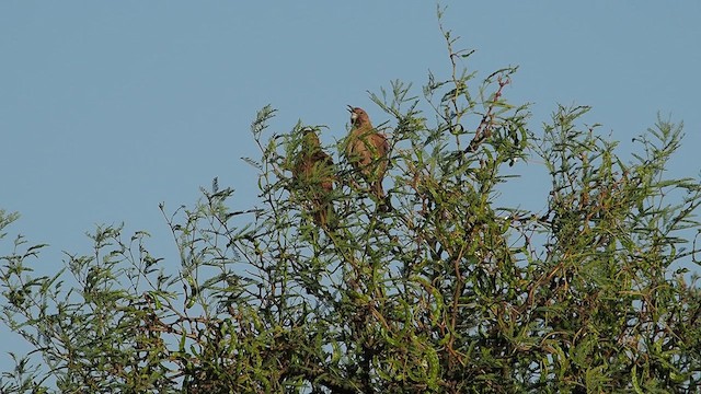 White-throated Cacholote - ML627983941
