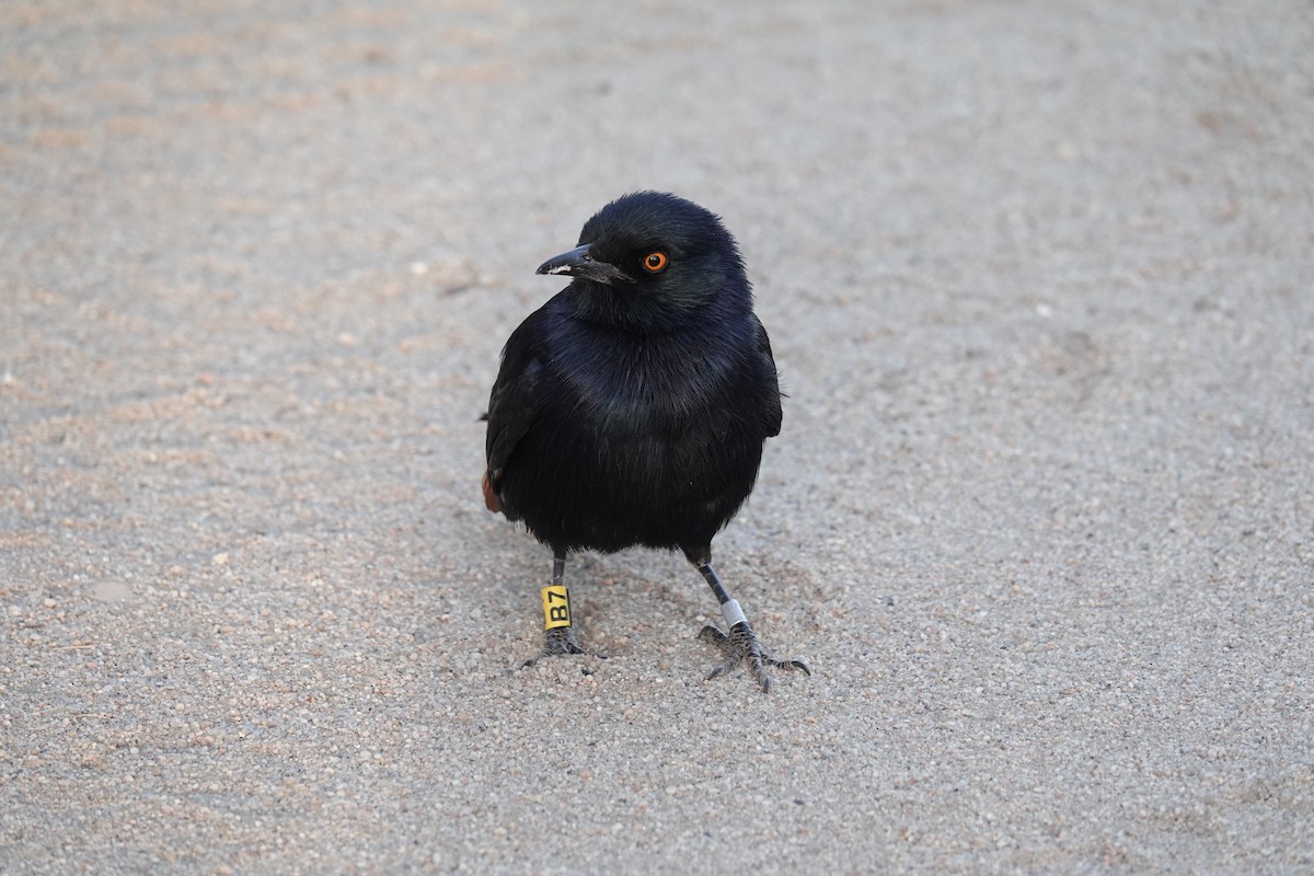 Pale-winged Starling - ML627983981