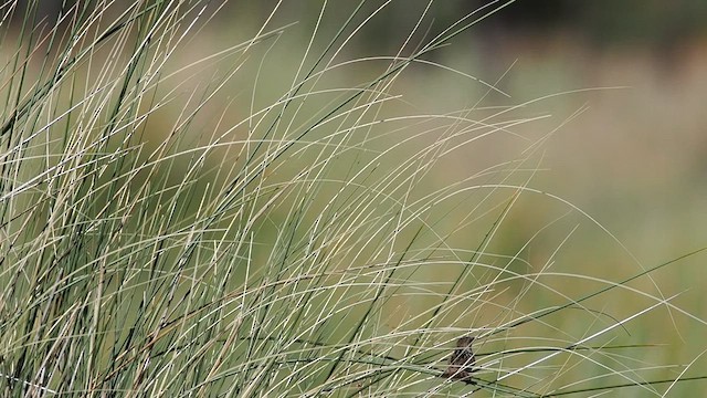 Grass Wren - ML627983984
