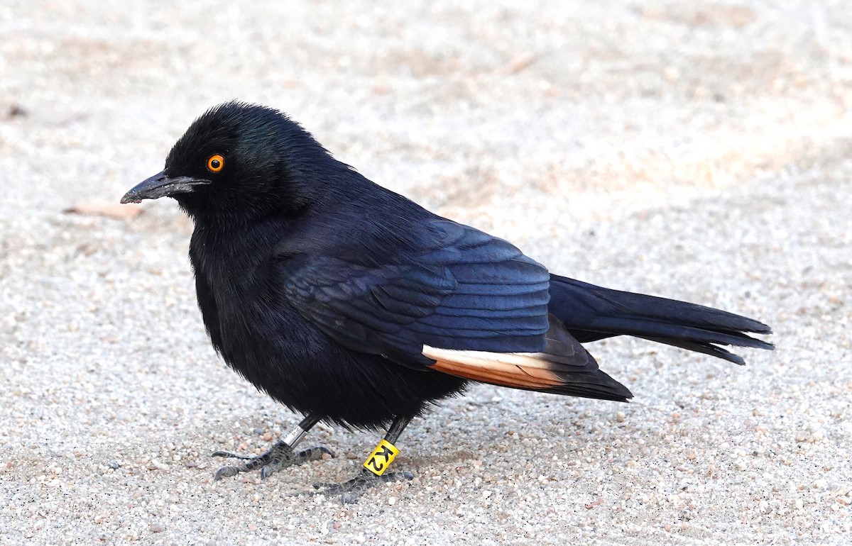 Pale-winged Starling - ML627983986