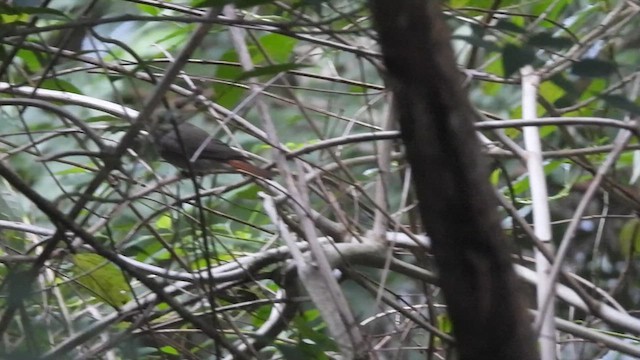 Rusty-tailed Flycatcher - ML627983992
