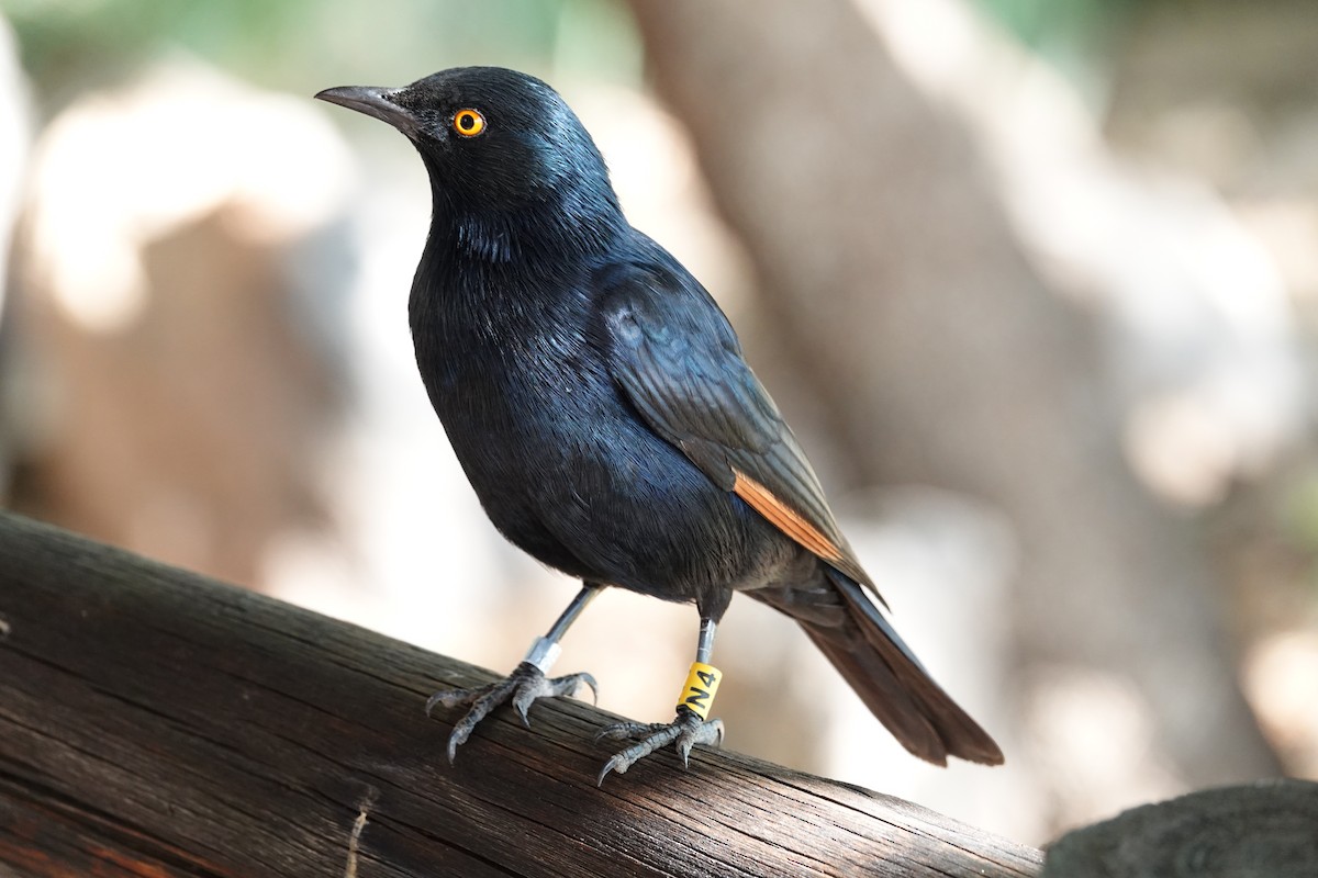 Pale-winged Starling - ML627983994