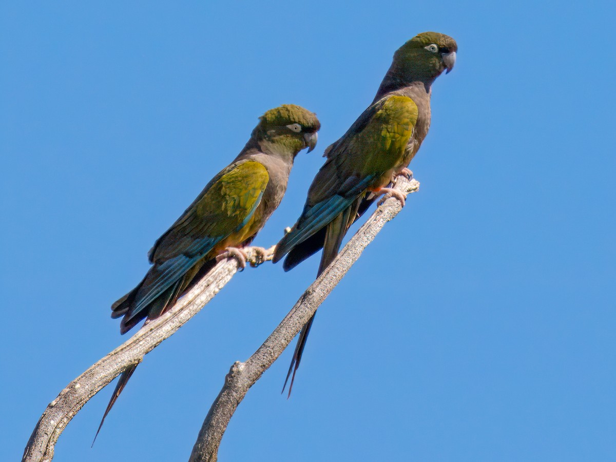 Conure de Patagonie - ML627983995