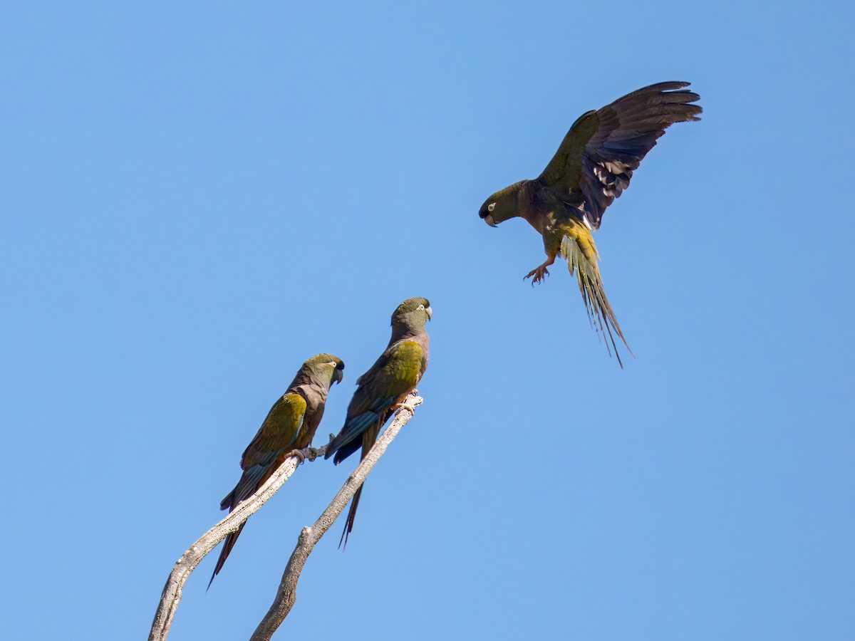 Conure de Patagonie - ML627983996