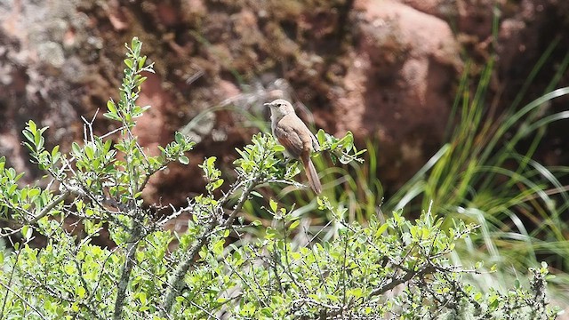 Streak-fronted Thornbird - ML627984059