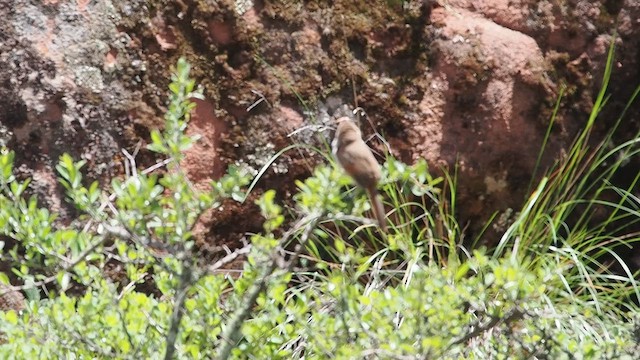 Streak-fronted Thornbird - ML627984060