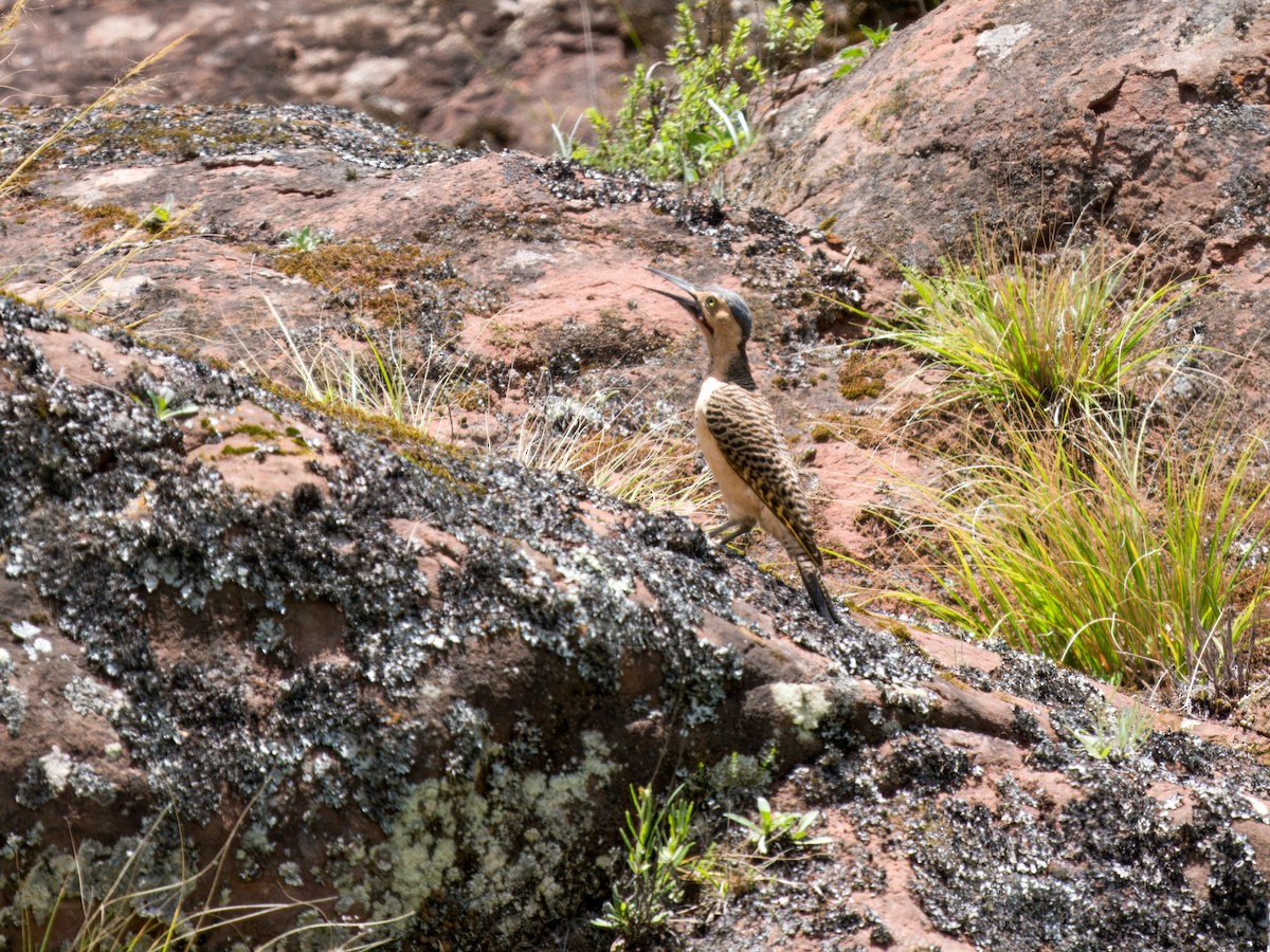 Andean Flicker - ML627984125