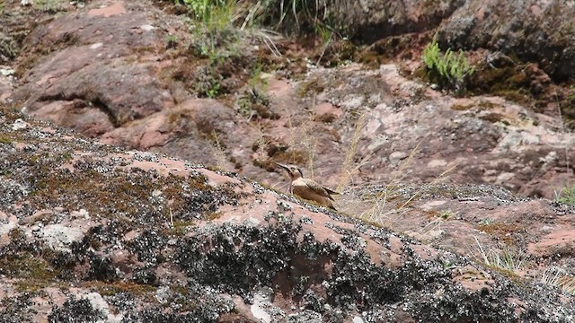 Andean Flicker - ML627984133