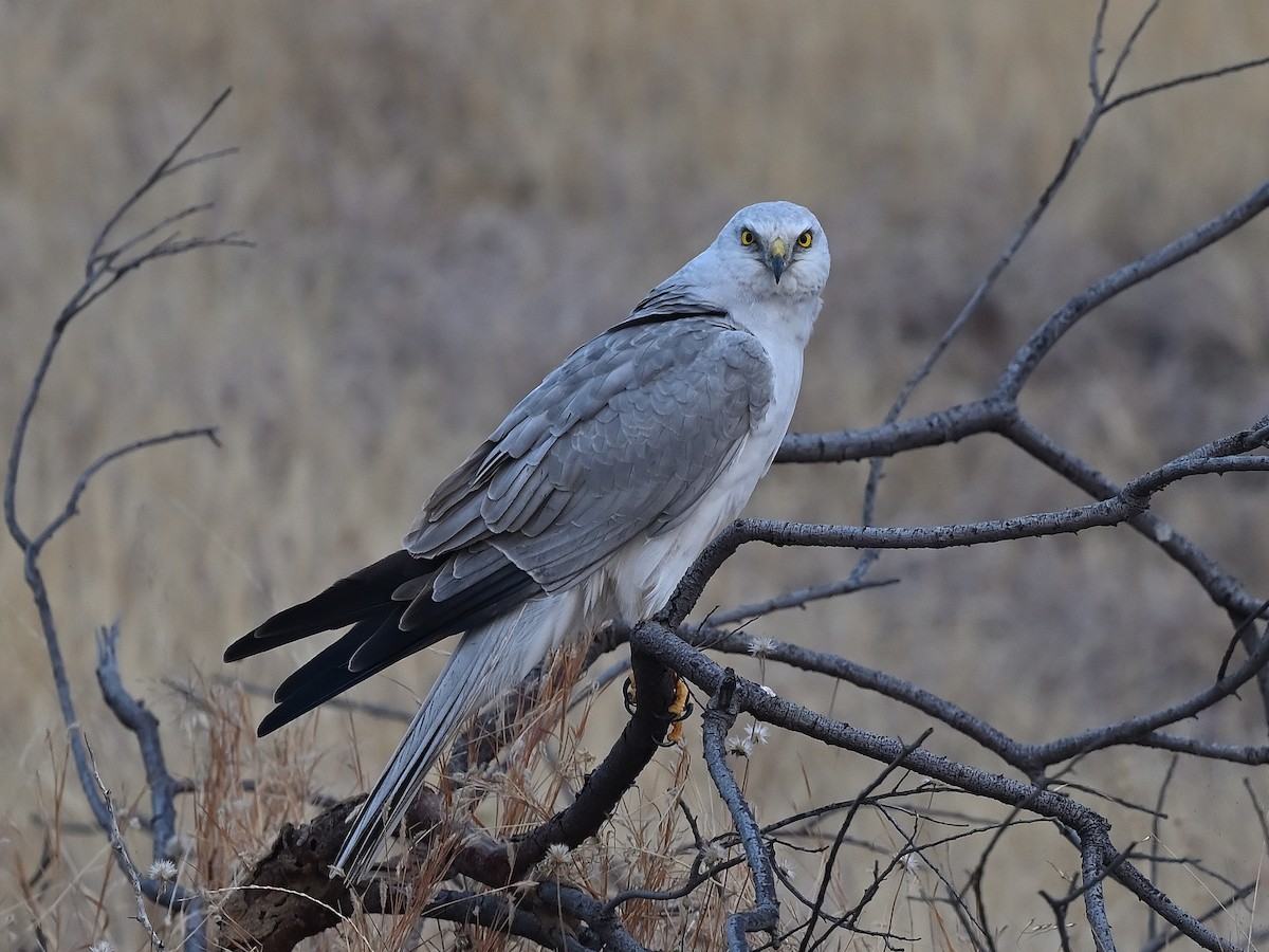 Pallid Harrier - ML627984163