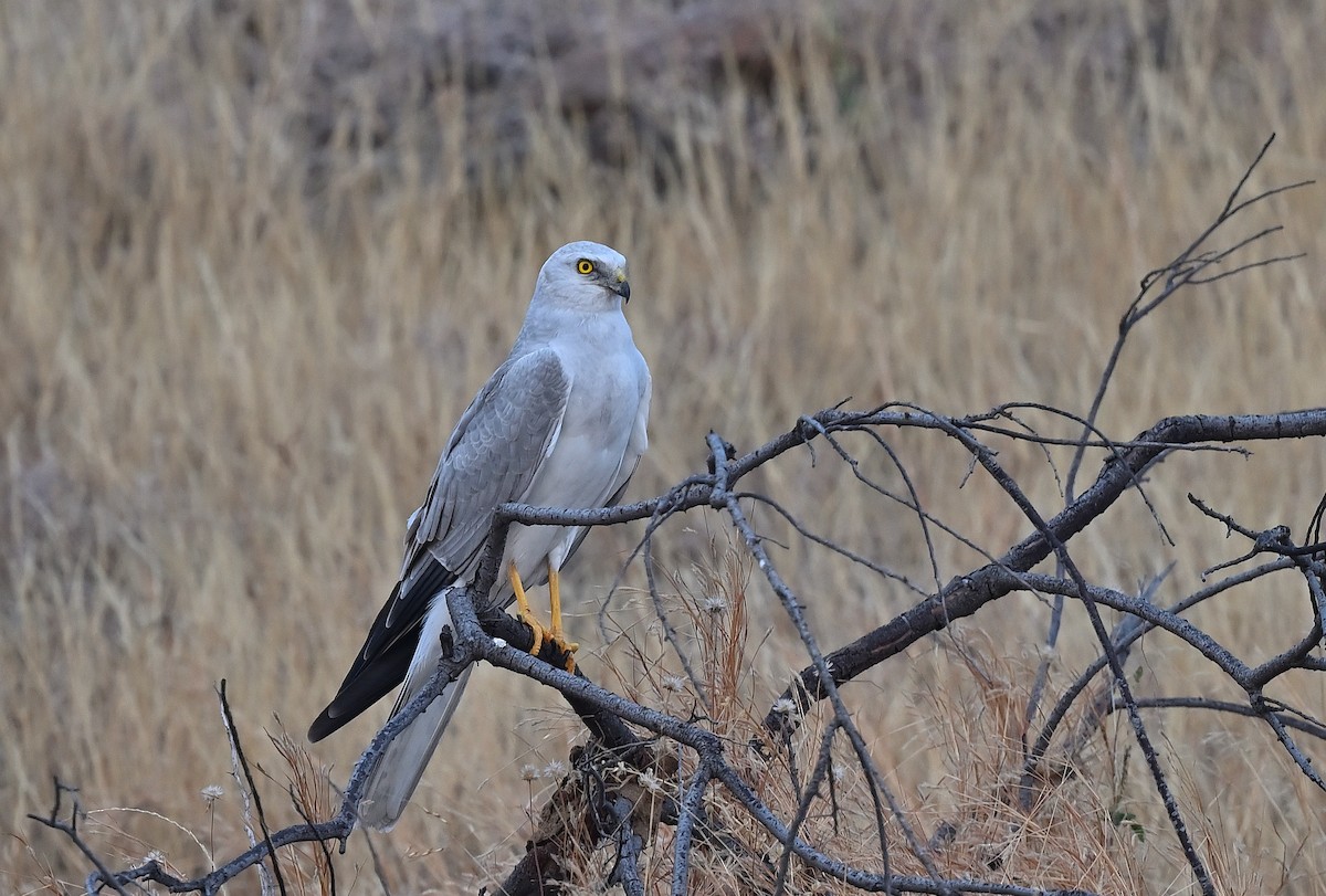 Pallid Harrier - ML627984164