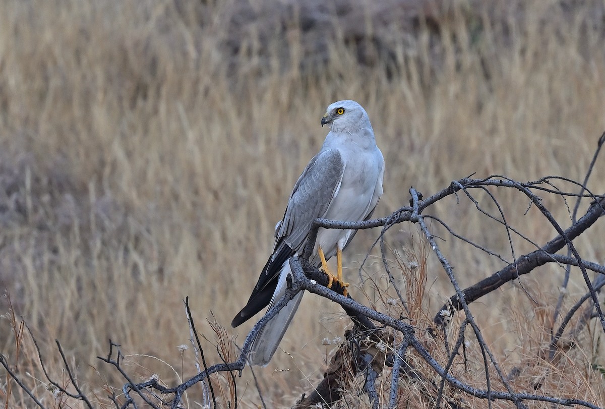 Pallid Harrier - ML627984165