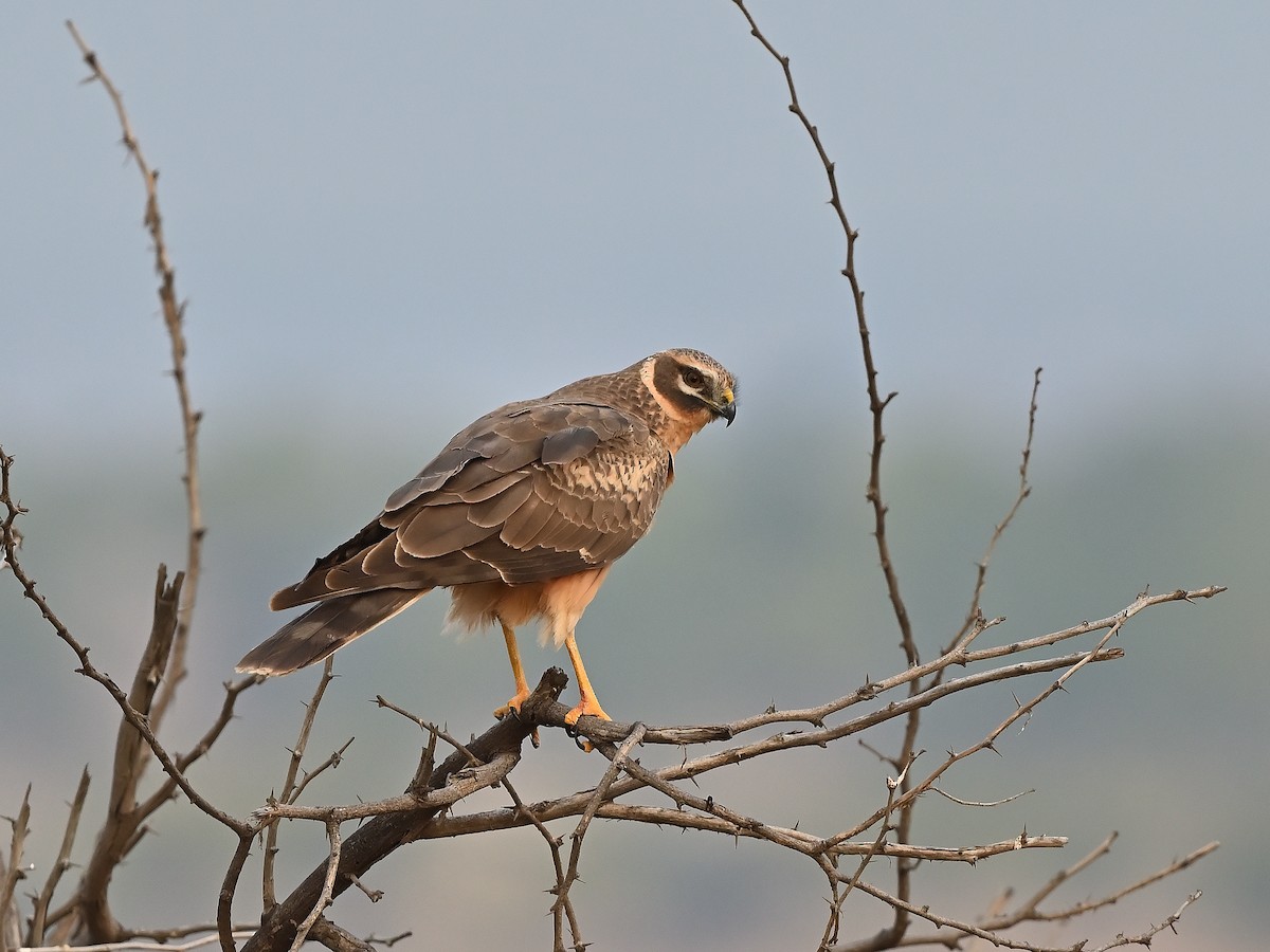 Pallid Harrier - ML627984166