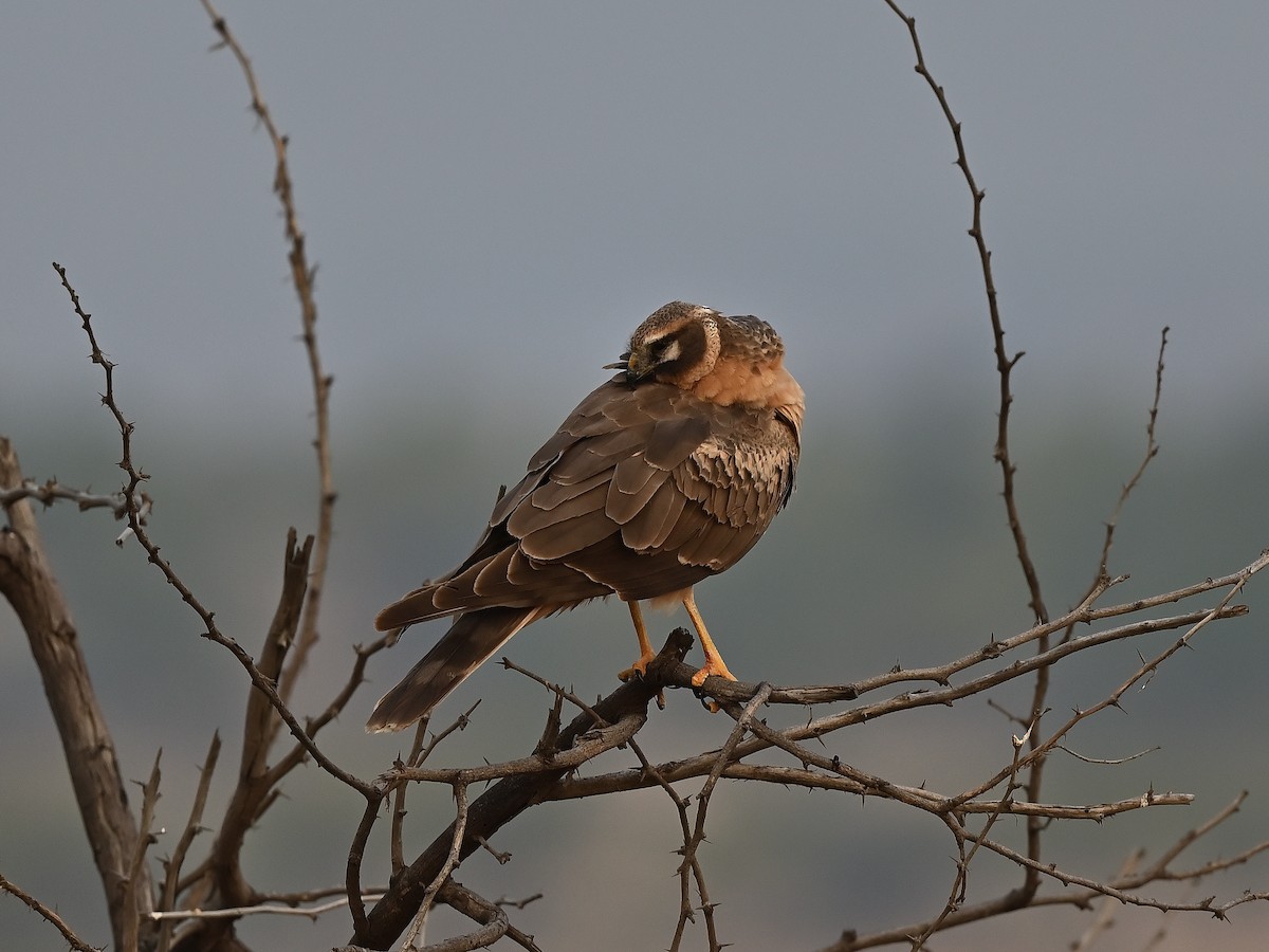 Pallid Harrier - ML627984167