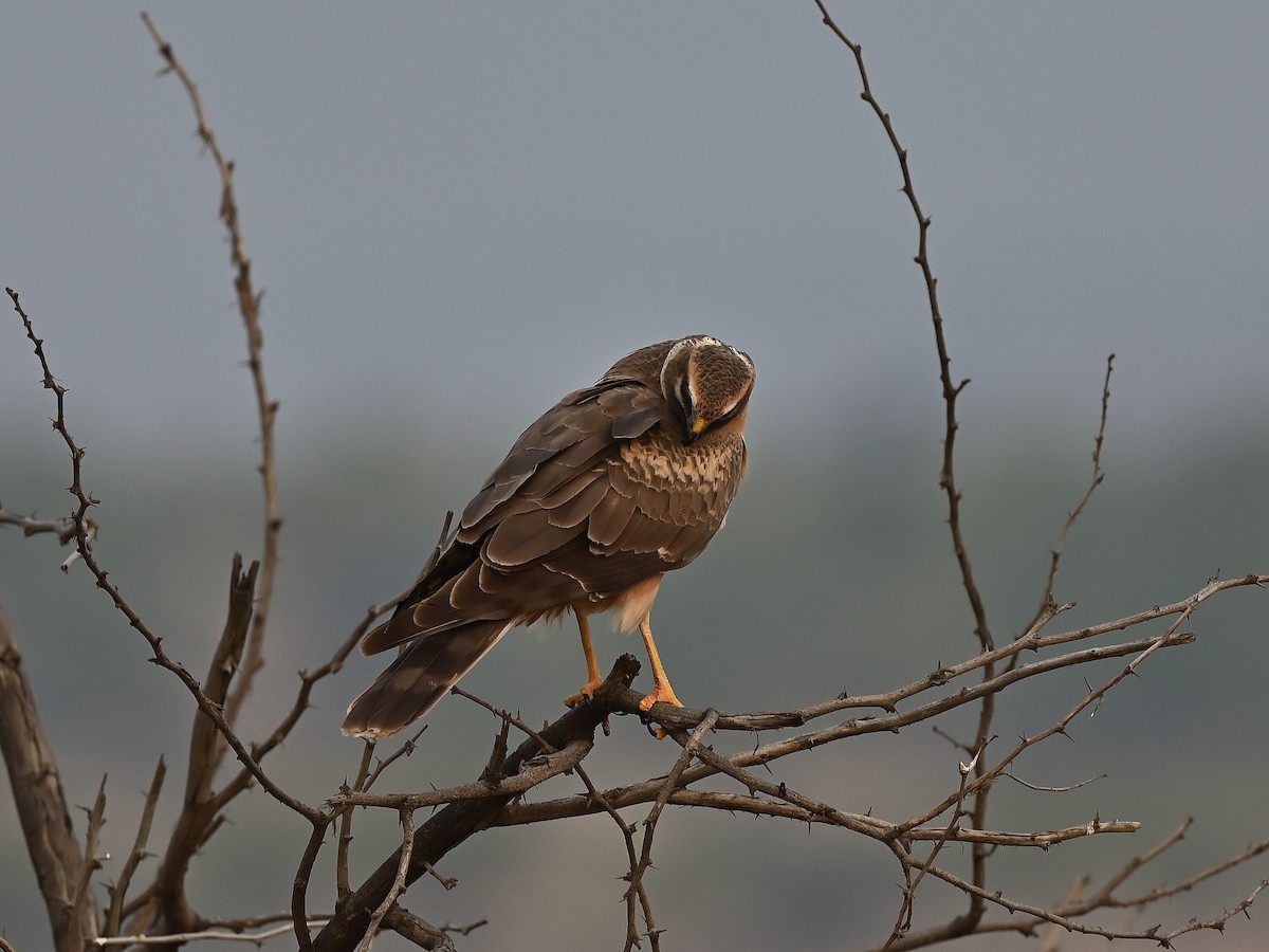 Pallid Harrier - ML627984168