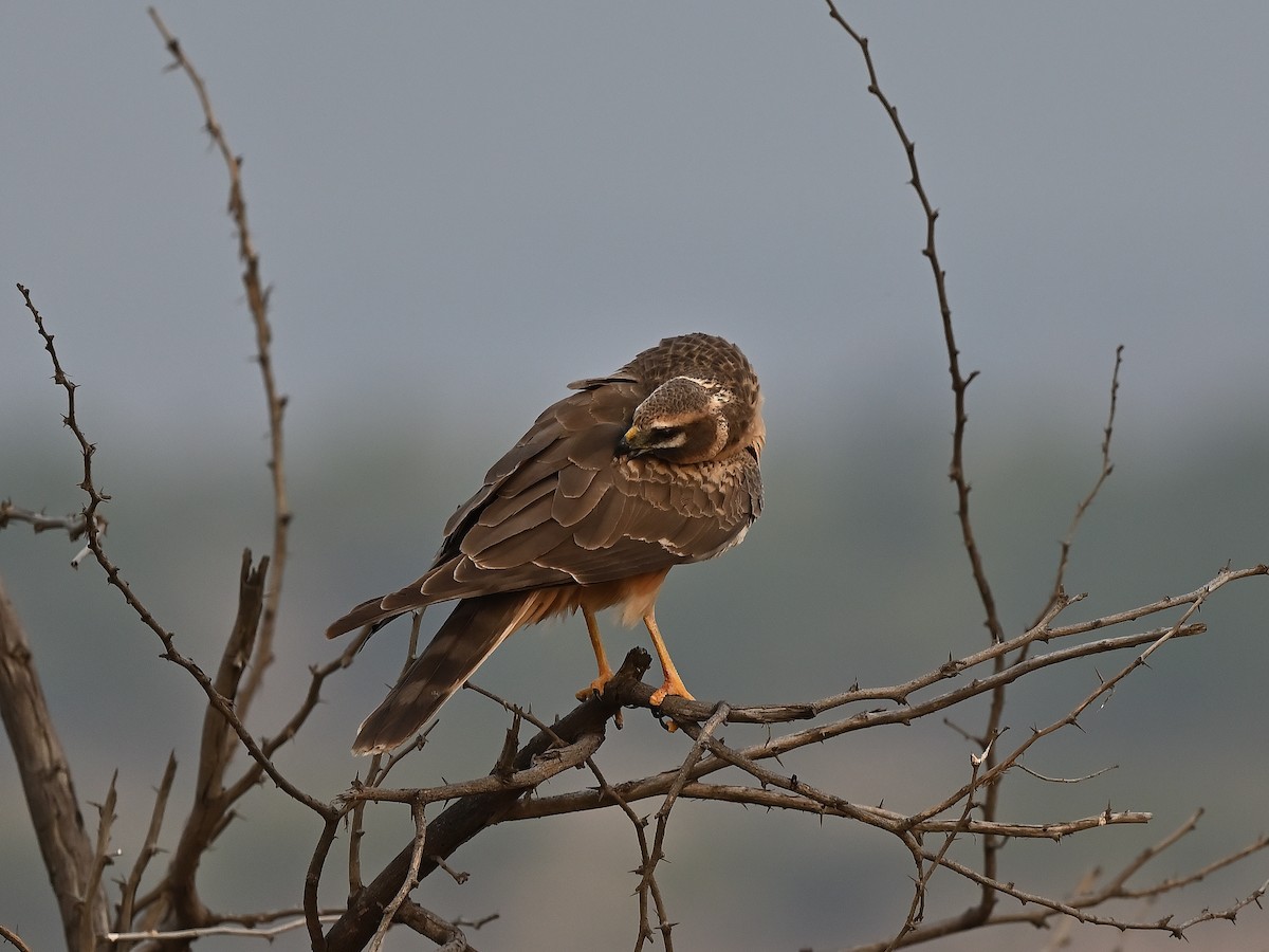 Pallid Harrier - ML627984169