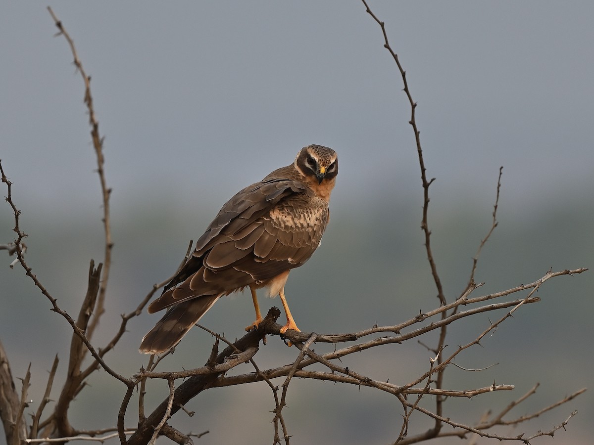 Pallid Harrier - ML627984170