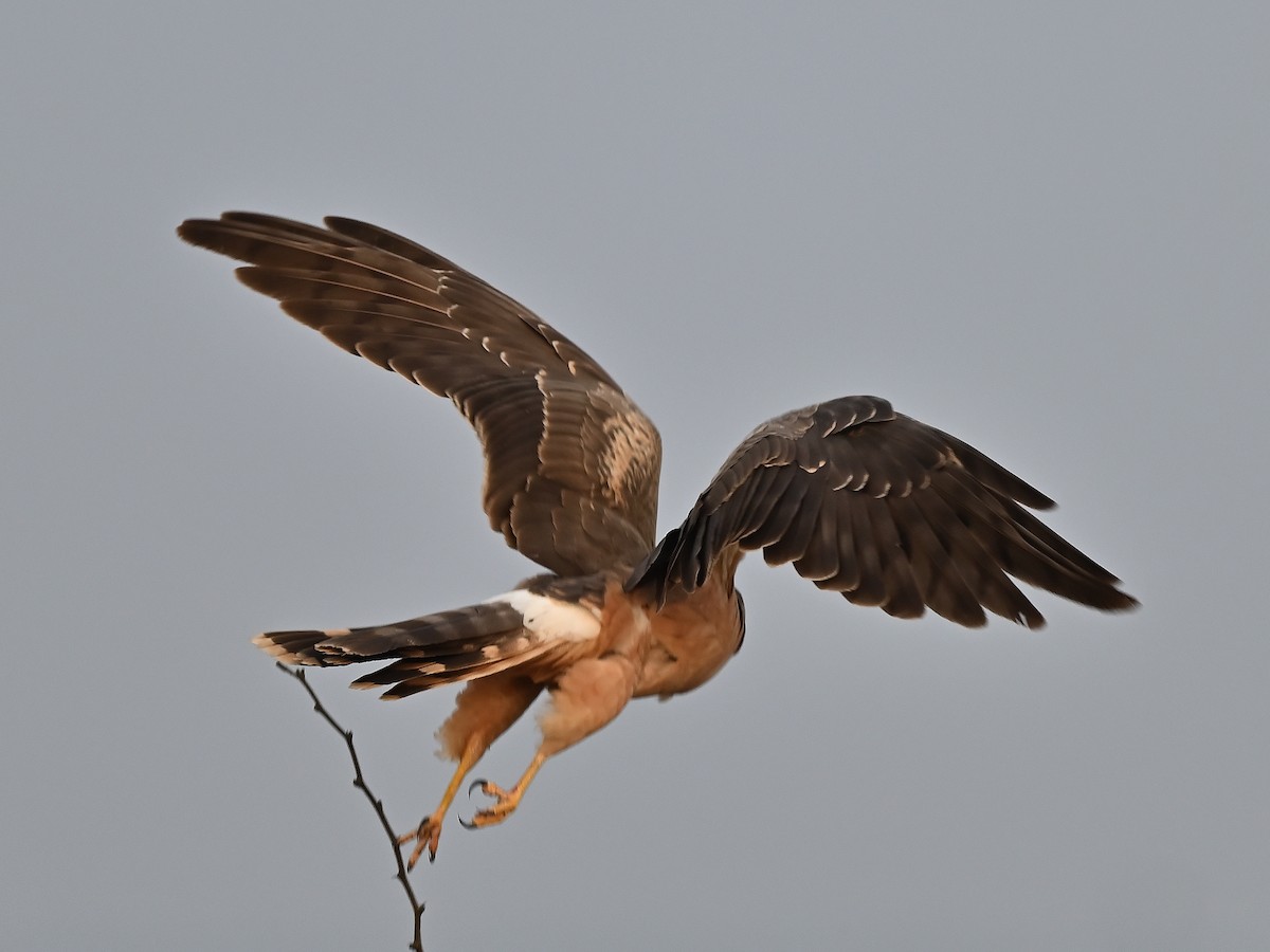 Pallid Harrier - ML627984171