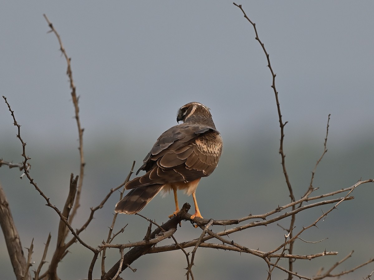 Pallid Harrier - ML627984172