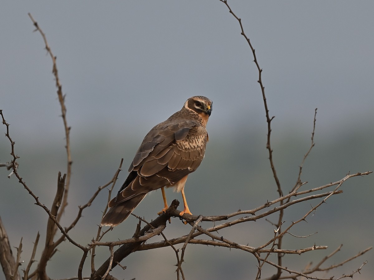 Pallid Harrier - ML627984173