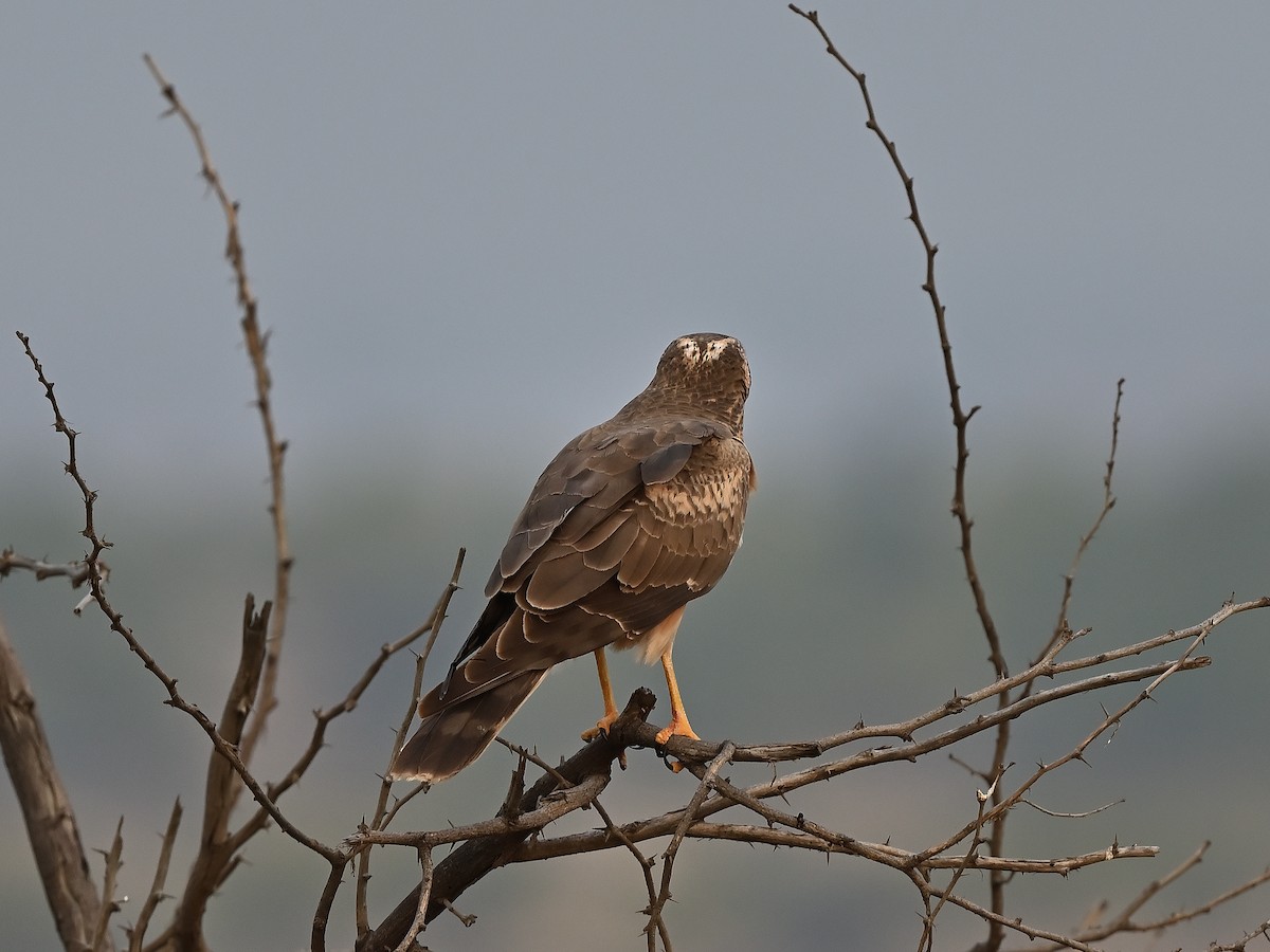 Pallid Harrier - ML627984174