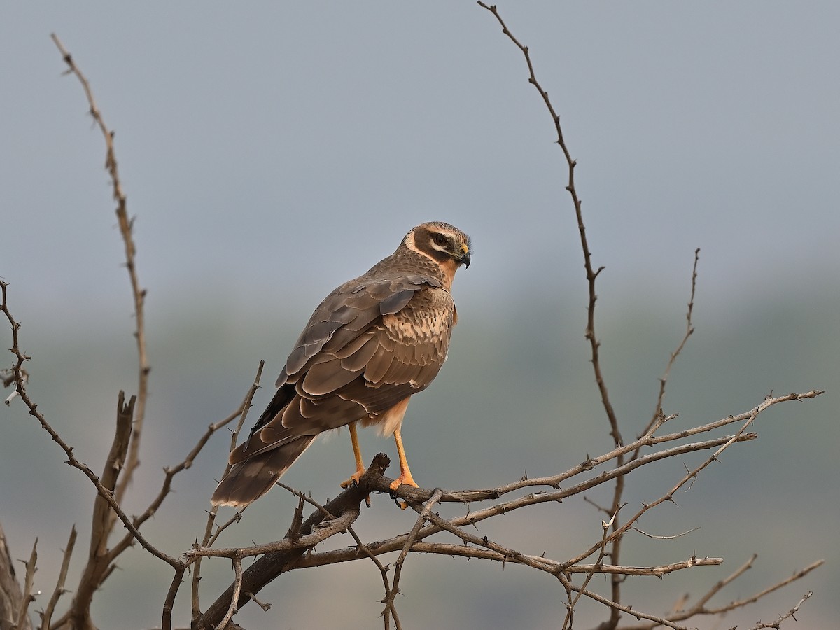 Pallid Harrier - ML627984175