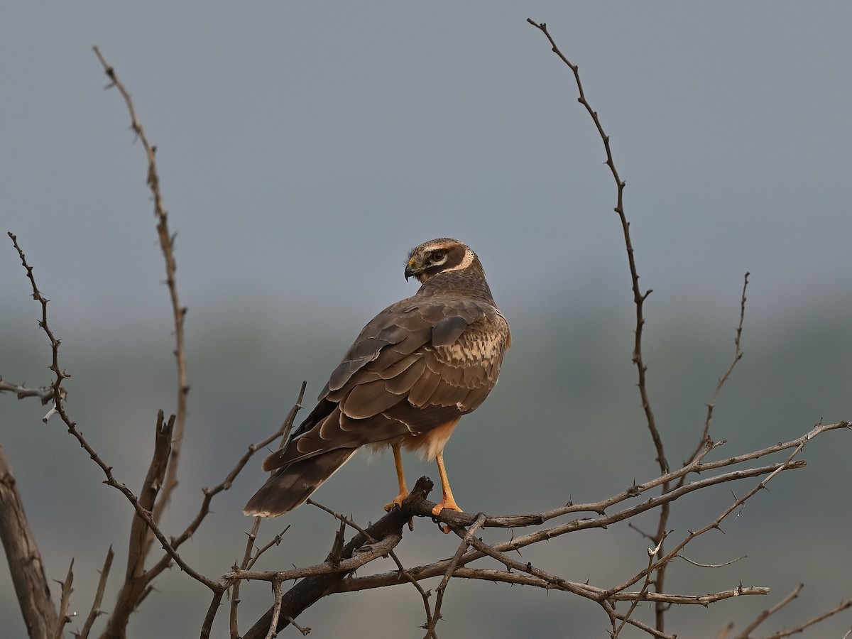 Pallid Harrier - ML627984176