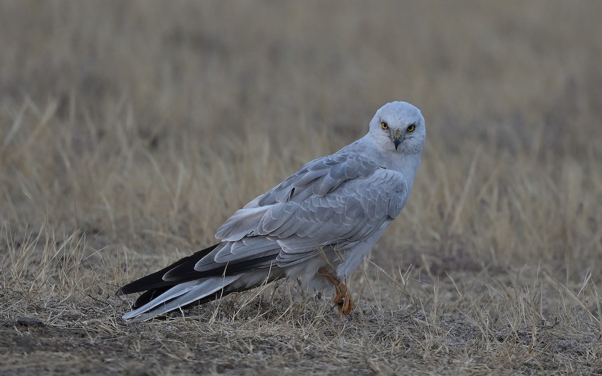 Pallid Harrier - ML627984178