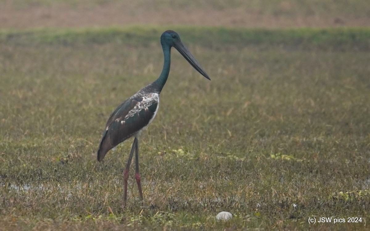 Black-necked Stork - ML627984195