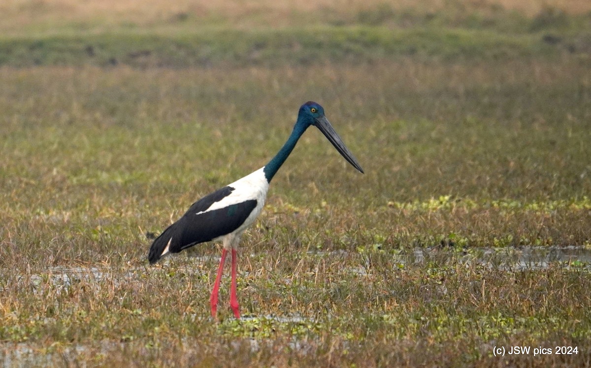 Black-necked Stork - ML627984196