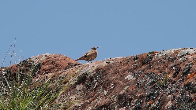 Slender-billed Miner - ML627984199