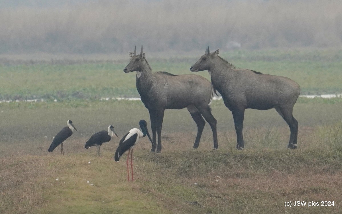 Asian Woolly-necked Stork - ML627984211