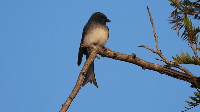 White-bellied Drongo - ML627984212