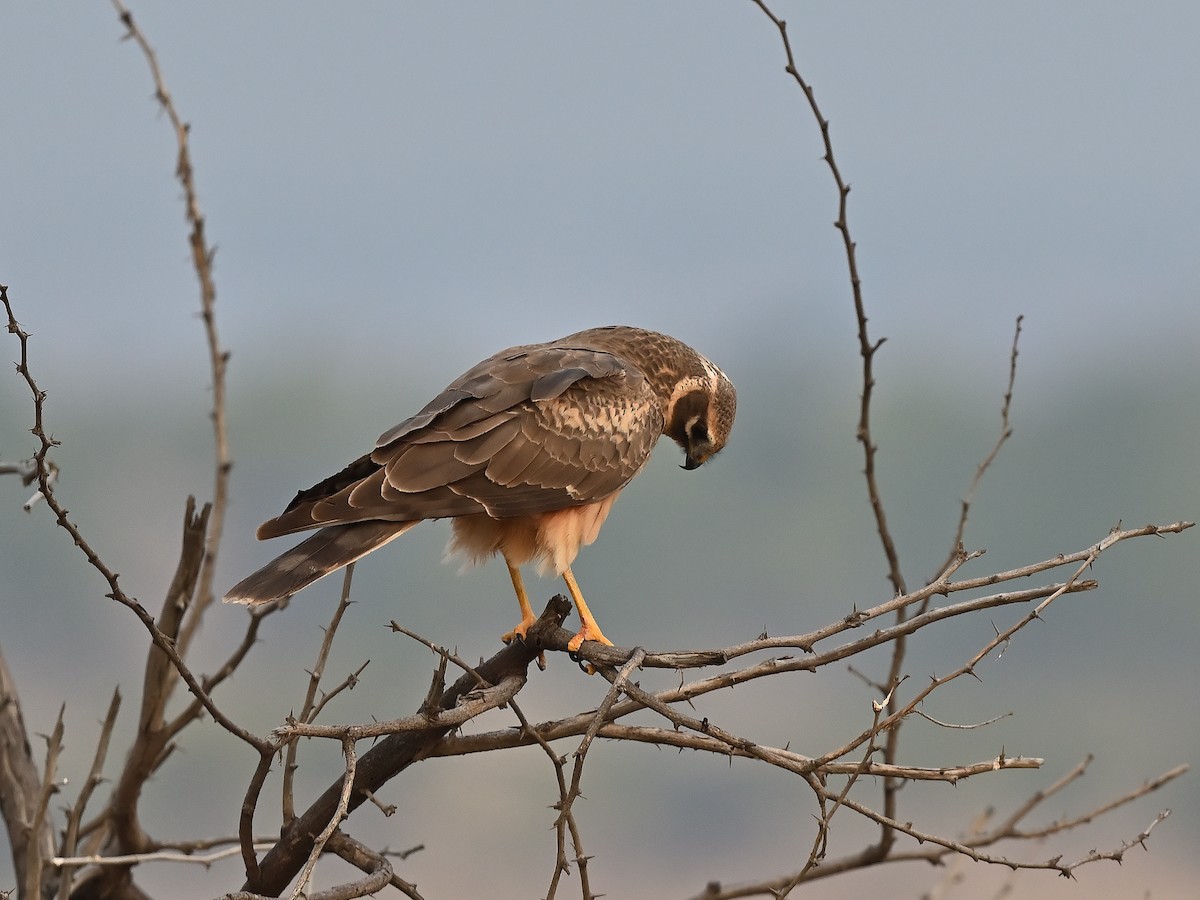 Pallid Harrier - ML627984431