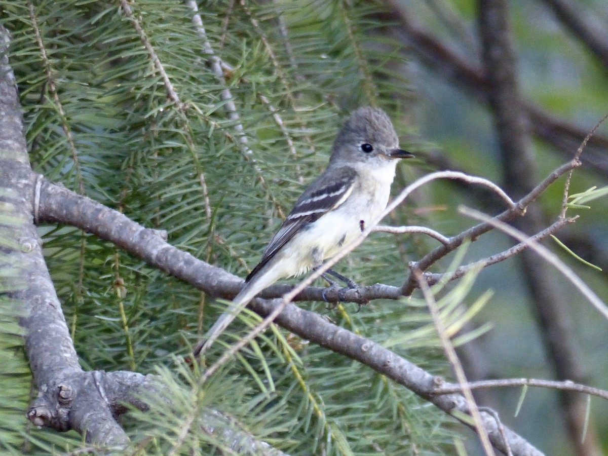 Western Wood-Pewee - ML627984451