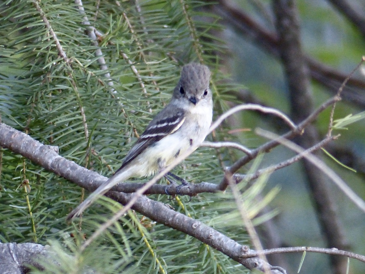 Western Wood-Pewee - ML627984457